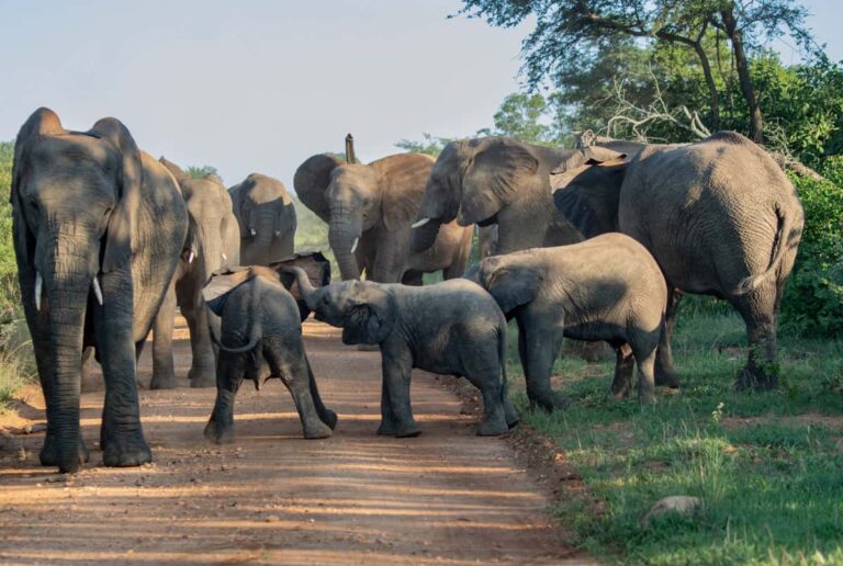 4 Day Kapama Buffalo Camp Fly-In Safari from Johannesburg